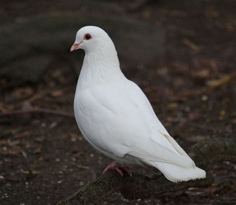 Pure White1 By Frank On Deviantart White Pigeon