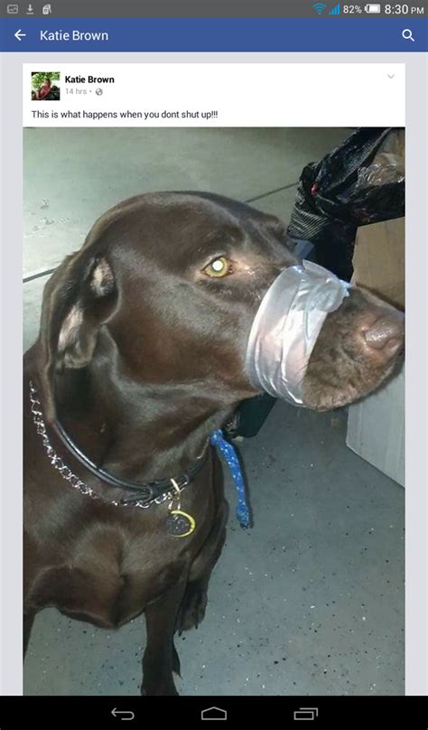 Florida Woman Duct Tapes Dogs Muzzle Shut To Stop Barking