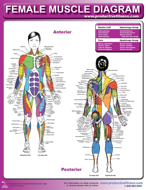 Musculature Chart Bodybuilding