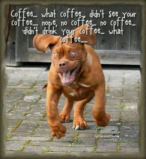 Coffee Funny Dog Photos Funny Animal Quotes Funny Animal Pictures
