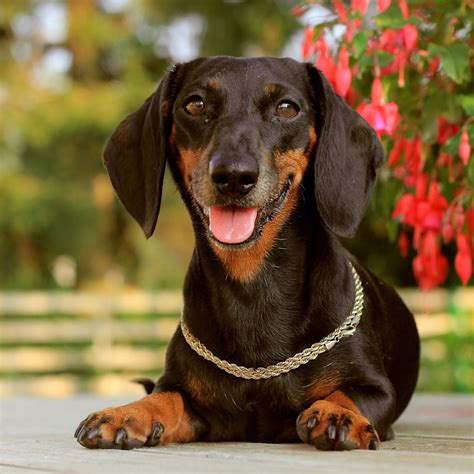 Dachshund Breed Guide Learn About The Dachshund