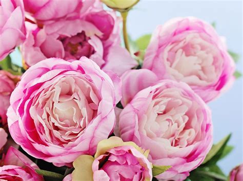 Check spelling or type a new query. Pfingstrosen: Selber pflanzen oder lieber kaufen ...