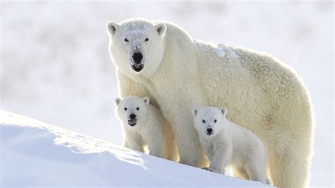 Polar Bears Will Be Gone By 2100 If Greenhouse Emissions Are Left