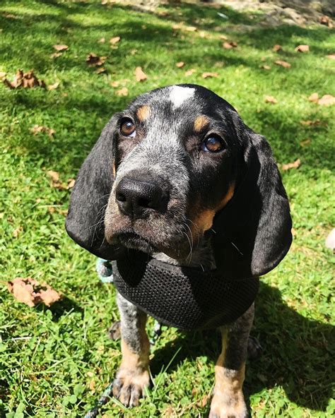 15 Pics That Show Coonhounds Are The Best Dogs Page 4 Of 5 Pettime