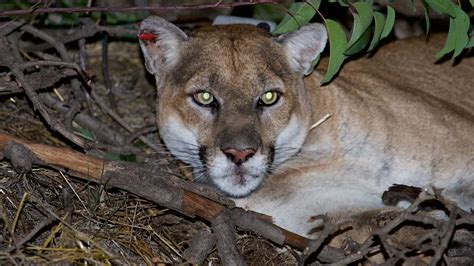 Ccgp — Puma Concolor Mountain Lion