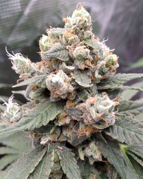 Critical Purple Kush By Seedsman Cannabis Strain Reviews Coco For