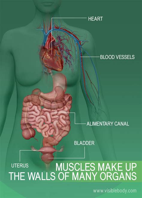 Human Muscles Diagram - Diagram Woman Muscles Diagram Full Version Hd Quality Muscles Diagram ...