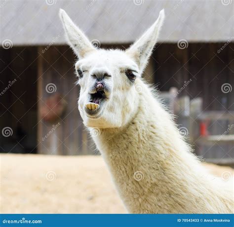 Llama Lama Smile Stock Image Image Of Peru Close Funny 70543433