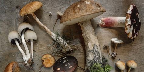 Top 20 Most Popular Types Of Mushrooms - GroCycle