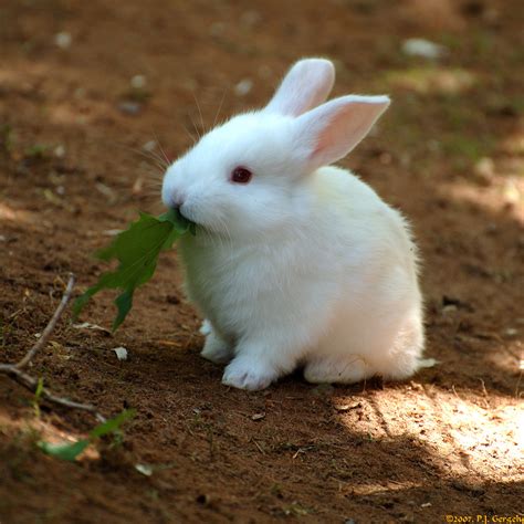 Photo Cute Tiny Baby Bunny Rabbit Noms Green Leaf In The Album