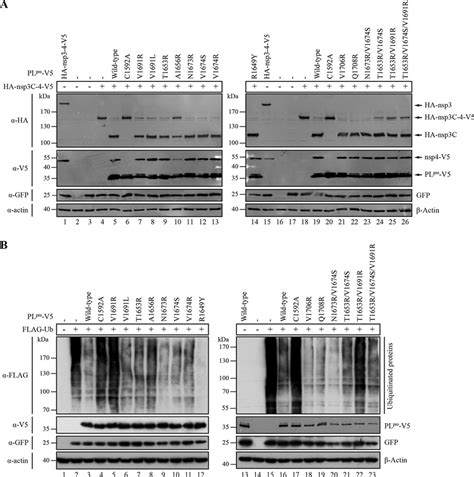 Effect Of Pl Pro Mutations On In Trans Cleavage Of Nsp324 And On Dub