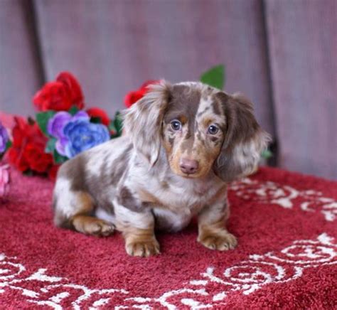 The miniature dachshund is a smaller version of the standard dachshund. MGM DACHSHUNDS PAST SOLD PUPPIES, DACHSHUND BREEDER ...