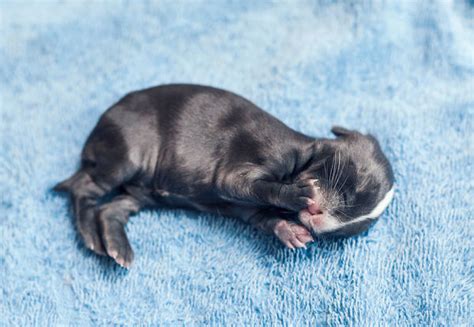 Photographer Spends 30 Days Photographing His Adopted Bunnies As They Grow