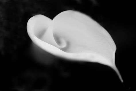 Download Heart Shaped White Lily Wallpaper