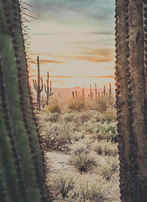 Desert Cactus Landscape Photography Photo Southwest Etsy
