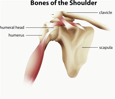 The forearm, which the margin of the smooth area of the head is the anatomical neck of the humerus. What are the three major bones found in the shoulder joint ...