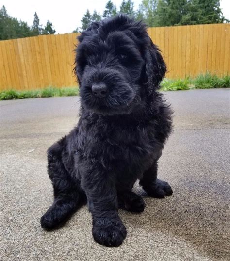 There are currently no puppies for sale. Black Russian Terrier Puppies for Sale - AKC Breeder