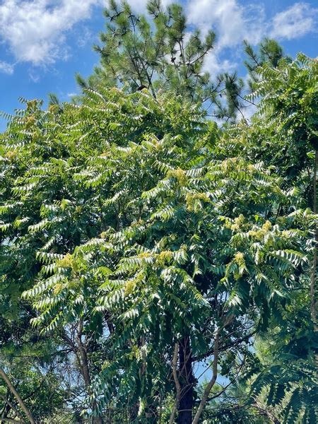 Tree Of Heaven Ailanthus Nc State Extension Publications