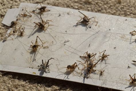 How To Get Rid Of Crickets From Your House 3 Effective Ways And 6 Home