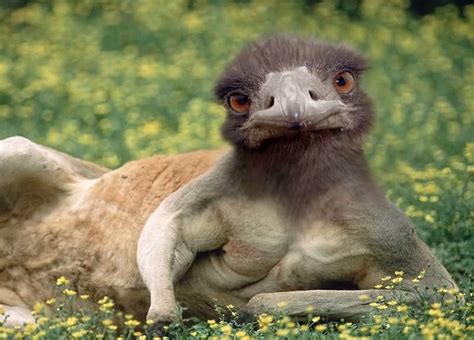 Top 18 Funniest Kangaroo Face Pictures That Will Make You