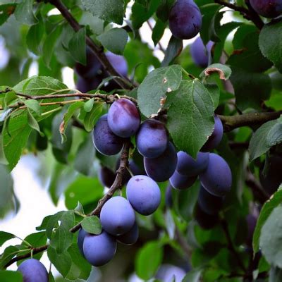 The stanley plum tree, also known as the stanley prune plum tree, is a showstopping, late september plum that has become the standard for which all plums are traits of the stanley plum tree. Stanley Prune Plum Tree - Bob Wells Nursery - U.S. Shipping