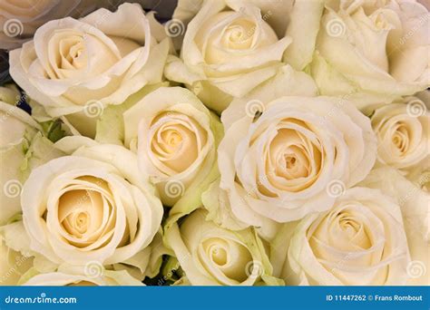 Bouquet Of Cream White Roses Stock Photo Image Of Bouquet Rose 11447262