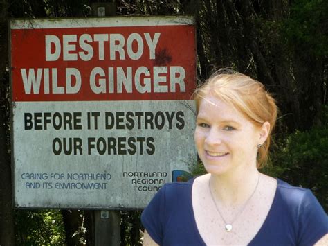 Destroy Wild Ginger Ginger