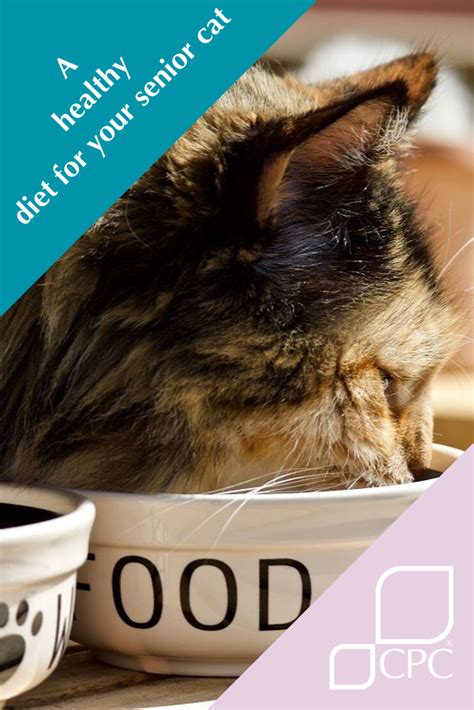 A Healthy Diet For Your Senior Cat Cpc Cares Senior Cat Cats Cat Diet