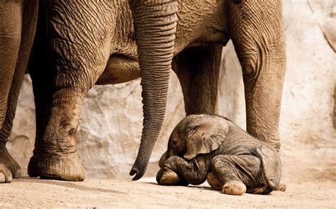 Adorable Baby Elephant Cute Animals Newborn Elephant Elephant
