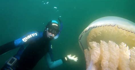 Giant Jellyfish Spotted Off Cornwall Coast Mirror Online