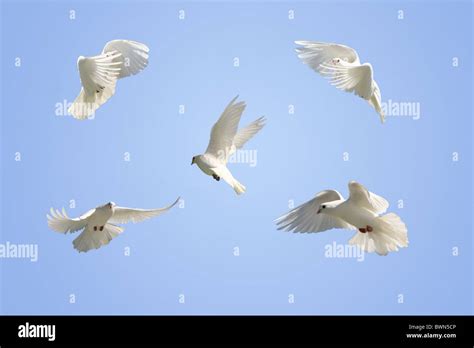 Beautiful White Dove In Flight High Resolution Stock Photography And