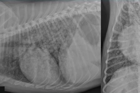 A Case Of Uremic Pneumonia In A Bitch With A Pyometra VetPixel