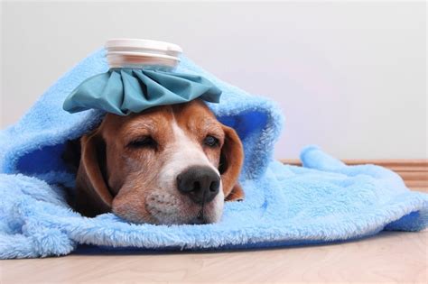 The majority of cats can happily coexist with a dog if they are given time to comfortably get to know each other. Dog Flu: What you need to know : Human N Health