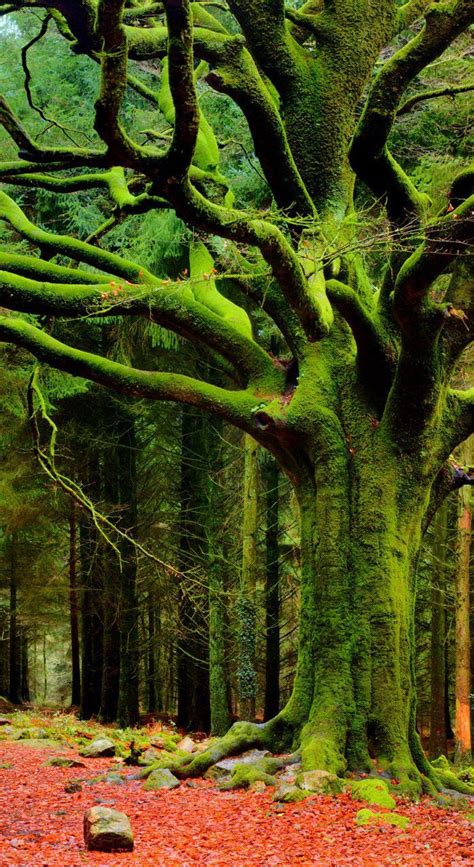 Moss Covered Forest In Japan 699x1288 In 2020 Nature Tree Tree