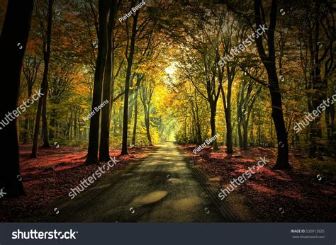 Sunrays Light Autumn Forest Path Trees Stock Photo