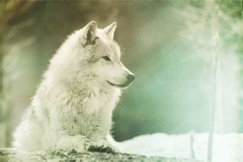 My Spirit Wolf Poem By Ironmonger Wolf Spirit The White W Flickr