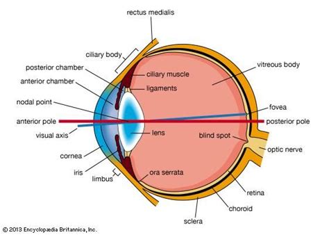 Human Eye Definition Structure And Function
