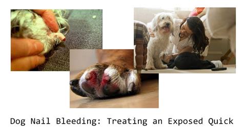 Emergency Home Remedies for Stopping the Dog Nail Bleeding ...