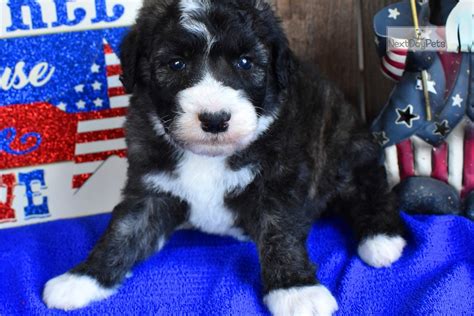 Feathers and fleece is the the only breeder who health tests every parent and include registrations and certifications in every go home packet. Sonny: Sheepadoodle puppy for sale near Abilene, Texas ...