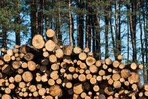 Pulpwood Biomass Stacked In A Logpile In A Pine Tree Forest Stock Image