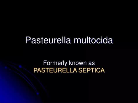 PPT Pasteurella Multocida PowerPoint Presentation Free Download ID