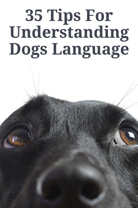 35 Tips For Understanding Dogs Language In 2020 Dog Language Cute