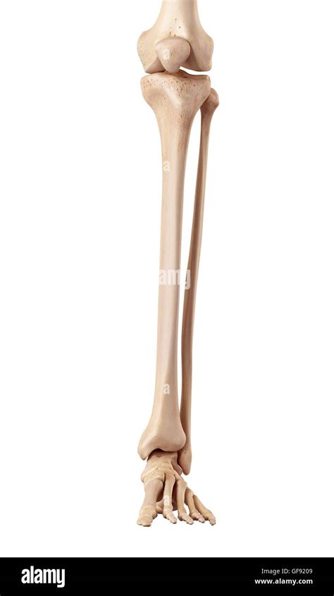 Lower Leg Bones Hi Res Stock Photography And Images Alamy