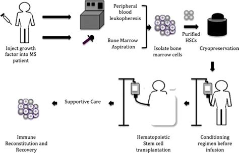 Autologous Hematopoietic Stem Cell Hsc Transplantation In Multiple