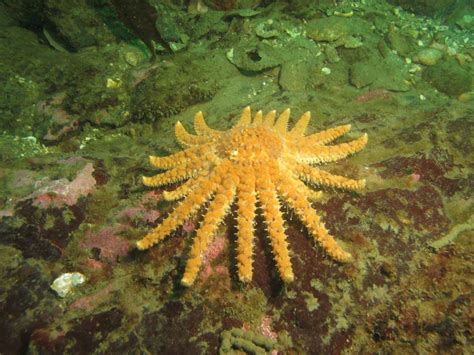 Seadoc Society Presents Free Lecture On Sea Star Wasting Disease The
