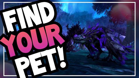 Which hunter pet should YOU use? | How to pick a main pet ...
