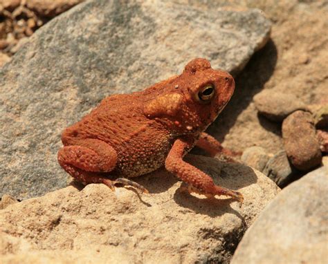 Red Toad Among Rocks Photograph By Matt Cormons Pixels