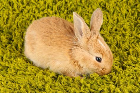 Pet Rabbits How To Rabbit Proof Your Home Maryland Pet