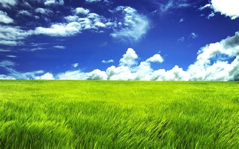 Grass Hd Wallpaper Background Image 2560x1600 Id