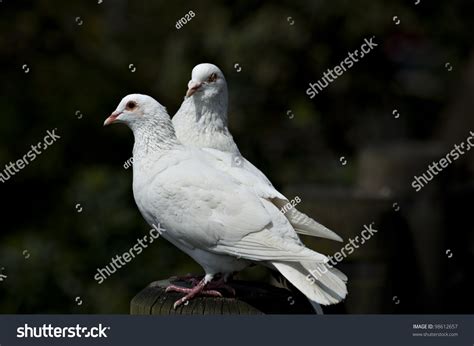 Couple Doves Love Stock Photo 98612657 Shutterstock